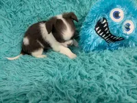 LC Peanut , a male Chihuahua for sale in Wittmann, AZ – 6 of 10