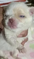 Priscilla LC , a female Chihuahua for sale in Wittmann, AZ – 3 of 7