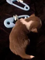 Fievel Mousekowitz  SC , a male Chihuahua for sale in Wittmann, AZ – 4 of 6