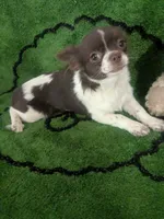 Full AKC Faith , a female Chihuahua for sale in Wittmann, AZ – 3 of 8