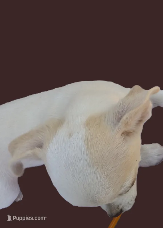 Full AKC Snow White  – Chihuahua puppy for sale in Wittmann, AZ