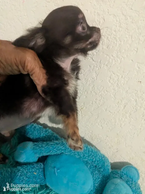 AKC Tiny Twix  – Chihuahua puppy for sale in Wittmann, AZ