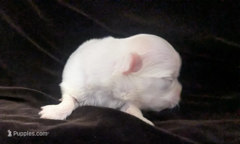 Priscilla  – Chihuahua puppy for sale in Wittmann, AZ