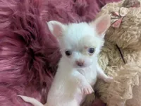 AKC  Priscilla LC , a female Chihuahua for sale in Wittmann, AZ – 6 of 10