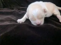 Lisa Marie , a female Chihuahua for sale in Wittmann, AZ – 2 of 7