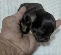 Baby Ruth LC , a female Chihuahua for sale in Wittmann, AZ – 2 of 6