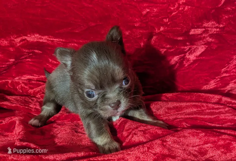 Tcup Long Coat Ruby  – Chihuahua puppy for sale in Wittmann, AZ