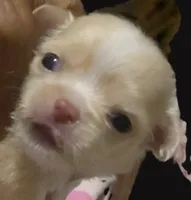 Lisa Marie LC , a female Chihuahua for sale in Wittmann, AZ – 2 of 9