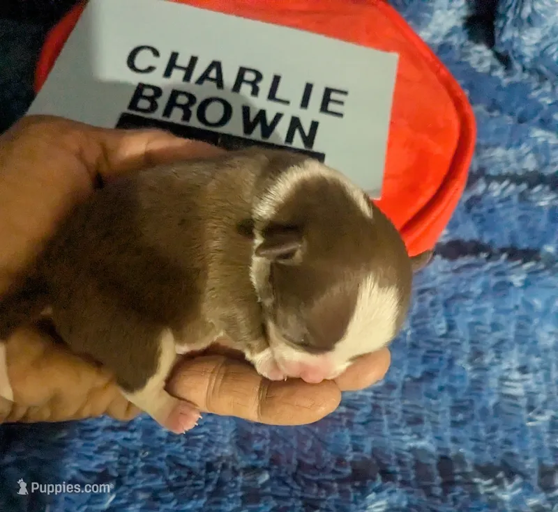 Charlie Brown  – Chihuahua puppy for sale in Wittmann, AZ