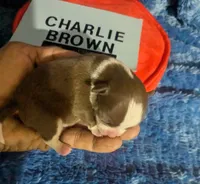 Charlie Brown , a male Chihuahua for sale in Wittmann, AZ – 1 of 6