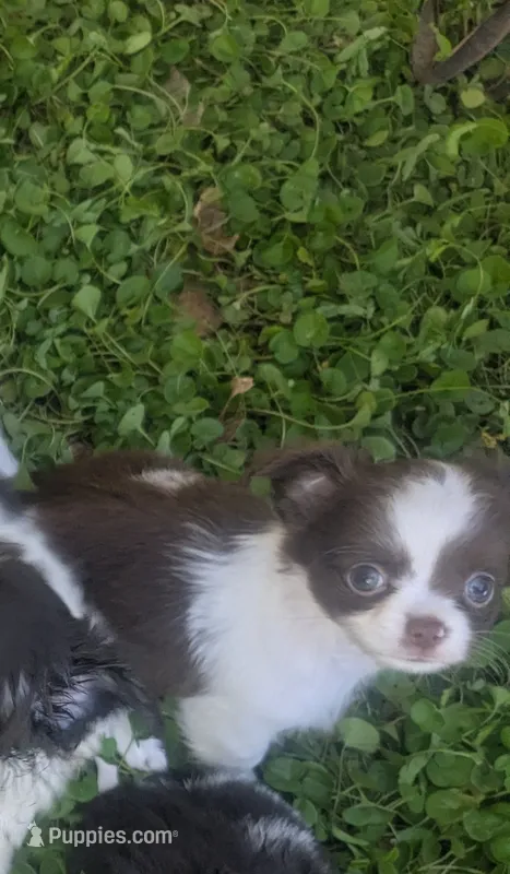 LC Peanut  – Chihuahua puppy for sale in Wittmann, AZ