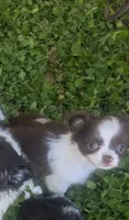 Tiny Peanut  LC , a male Chihuahua for sale in Wittmann, AZ – 4 of 8