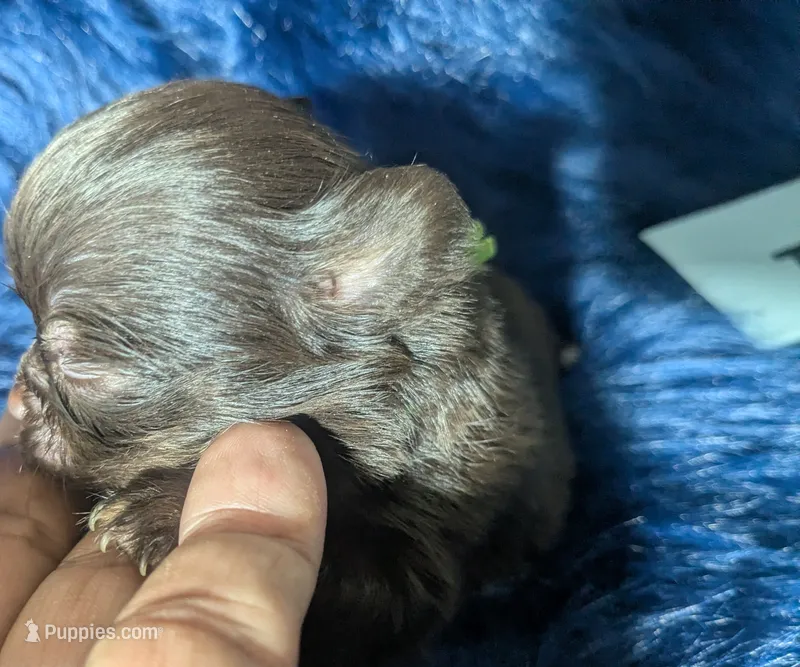 Tcup Twix  – Chihuahua puppy for sale in Wittmann, AZ