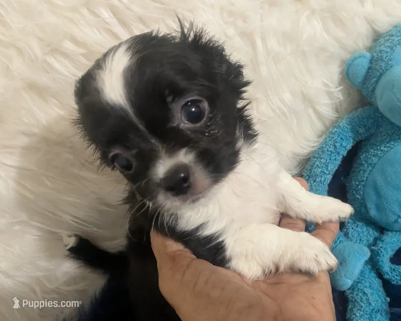Medium  Coat Panda – Chihuahua puppy for sale in Wittmann, AZ