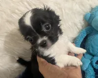 Medium  Coat Panda, a male Chihuahua for sale in Wittmann, AZ – 3 of 10