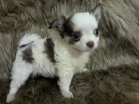 Tiny LC Prince   , a male Chihuahua for sale in Wittmann, AZ – 3 of 8