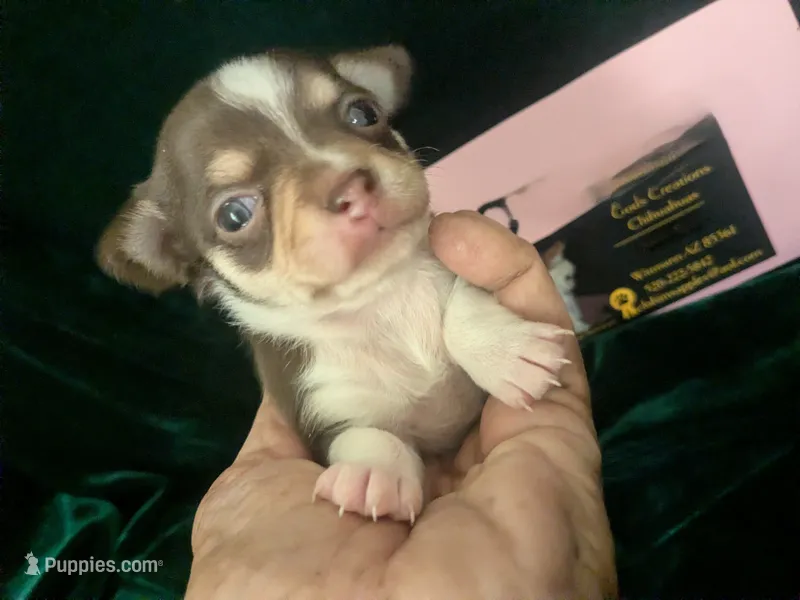 Candie  Smooth Coat  – Chihuahua puppy for sale in Wittmann, AZ