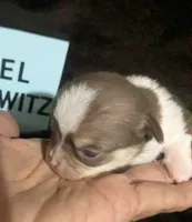 Fievel Mousekowitz  SC , a male Chihuahua for sale in Wittmann, AZ – 2 of 6