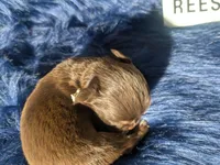 TCup Reese , a male Chihuahua for sale in Wittmann, AZ – 3 of 6