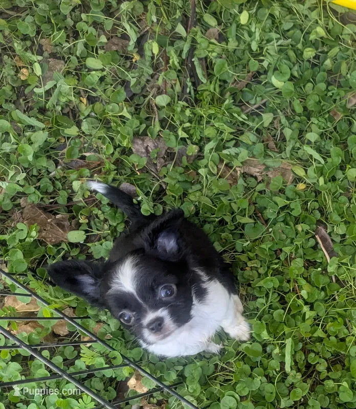 Long Coat Panda – Chihuahua puppy for sale in Wittmann, AZ
