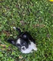 AKC Long Coat Panda, a male Chihuahua for sale in Wittmann, AZ – 5 of 9