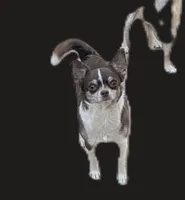 Tiny Prince  Long Coat , a male Chihuahua for sale in Wittmann, AZ – 8 of 10