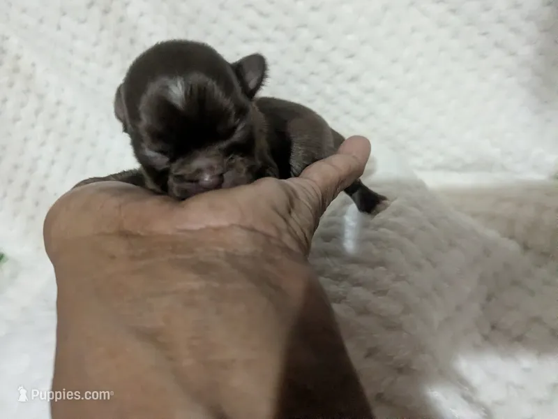 Tiny Ruby  – Chihuahua puppy for sale in Wittmann, AZ