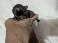 Tiny Ruby , a female Chihuahua for sale in Wittmann, AZ – 1 of 6