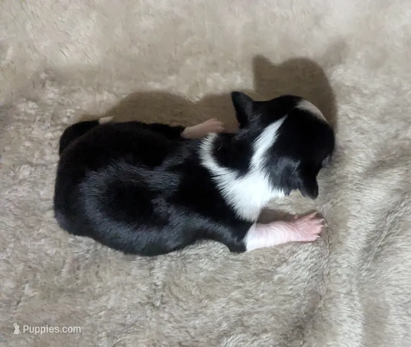 Panda – Chihuahua puppy for sale in Wittmann, AZ