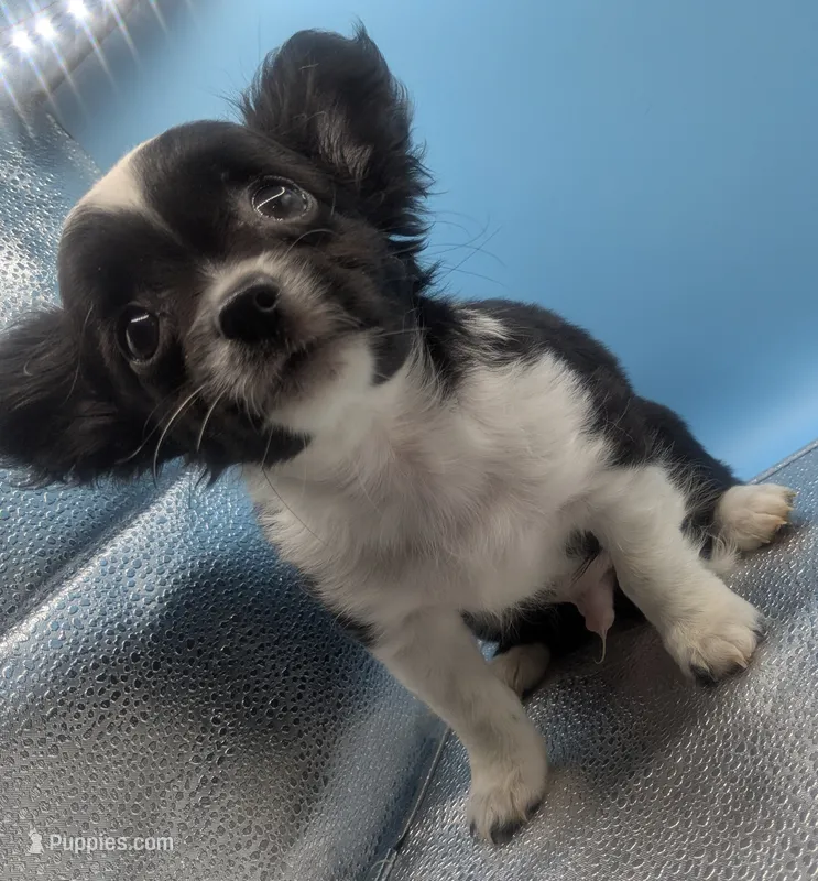 Medium Coat Panda – Chihuahua Puppy for Sale in | Puppies.com