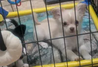 Green Eyed LC  Cherry , a female Chihuahua for sale in Wittmann, AZ – 6 of 8