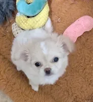 Pearl, a female Chihuahua for sale in Wittmann, AZ – 1 of 7