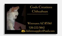 TCup Reese , a male Chihuahua for sale in Wittmann, AZ – 6 of 6