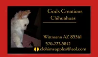 Lisa Marie , a female Chihuahua for sale in Wittmann, AZ – 6 of 7