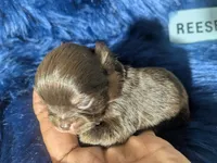 TCup Reese , a male Chihuahua for sale in Wittmann, AZ – 1 of 6