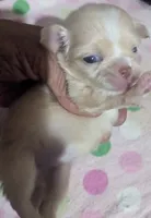 Lisa Marie LC , a female Chihuahua for sale in Wittmann, AZ – 5 of 9
