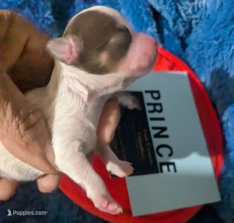 Prince – Chihuahua puppy for sale in Wittmann, AZ
