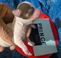 Prince, a male Chihuahua for sale in Wittmann, AZ – 4 of 8