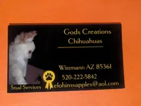 Ruby LC , a female Chihuahua for sale in Wittmann, AZ – 4 of 7