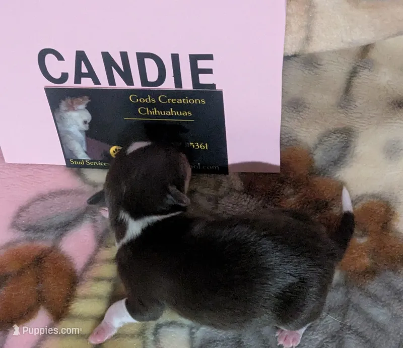Candie  – Chihuahua puppy for sale in Wittmann, AZ