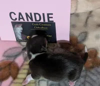 Candie , a female Chihuahua for sale in Wittmann, AZ – 1 of 9