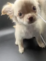 Green Eyed LC  Cherry , a female Chihuahua for sale in Wittmann, AZ – 5 of 8