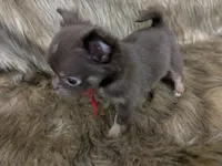 AKC Tcup Long Coat Ruby , a female Chihuahua for sale in Wittmann, AZ – 3 of 8