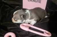 Candie  Smooth Coat , a female Chihuahua for sale in Wittmann, AZ – 3 of 6