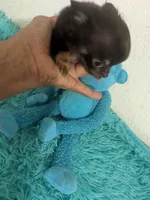 AKC Tiny Twix , a male Chihuahua for sale in Wittmann, AZ – 4 of 9