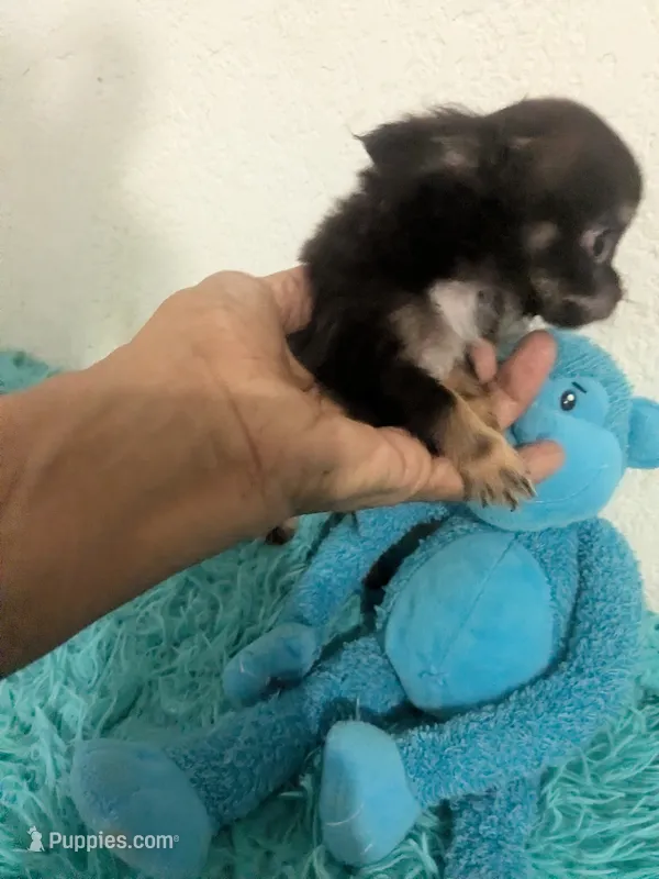 AKC Tiny Twix  – Chihuahua puppy for sale in Wittmann, AZ