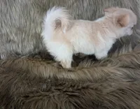 LC Cherry , a female Chihuahua for sale in Wittmann, AZ – 3 of 7