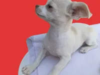 Full AKC Snow White , a female Chihuahua for sale in Wittmann, AZ – 5 of 9