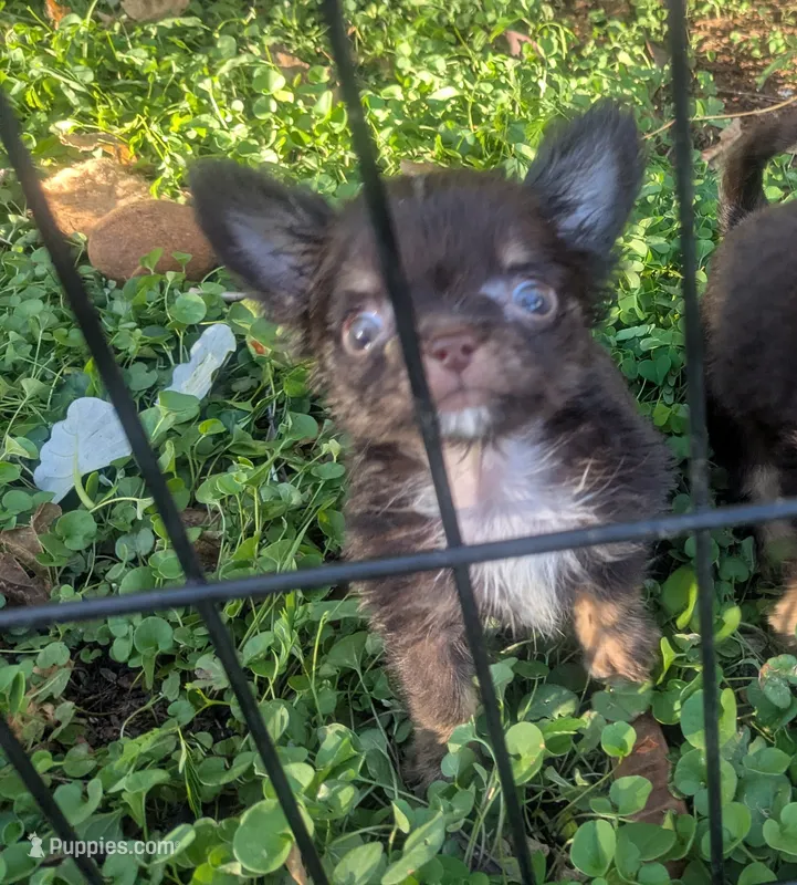 AKC Tiny Twix  – Chihuahua puppy for sale in Wittmann, AZ