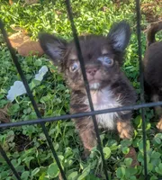 AKC Tiny Twix , a male Chihuahua for sale in Wittmann, AZ – 6 of 9